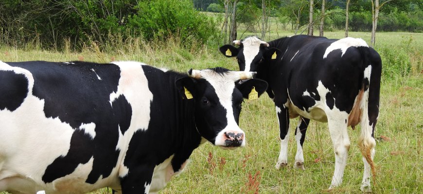 Patvirtinti pereinamojo laikotarpio nacionalinės paramos dydžiai