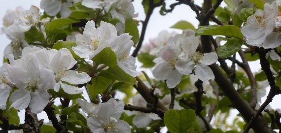 Iki balandžio 26 d. Laisvės kovų istorijos muziejuje Obeliuose tautodailininkės Violetos Jasinevičienės kūrybos darbų paroda