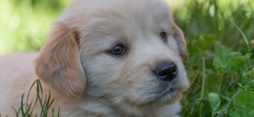 Planuojate įsigyti šunį? Veterinaro patarimai būsimiems „tėveliams“