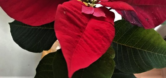 Kalėdų žvaigždės: gražios, bet nuodingos