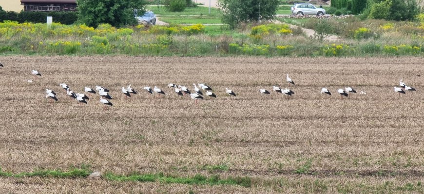 Net 65 gandrai ruošiasi skrydžiui į šiltuosius kraštus (foto+video)