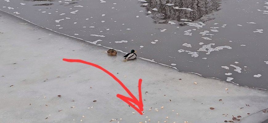 Užkniso batonas, duokit mėsos! (video+foto)