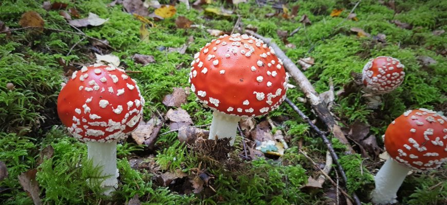 Į narkotikų sąrašą nuo metų pradžios įtrauktos musmirės
