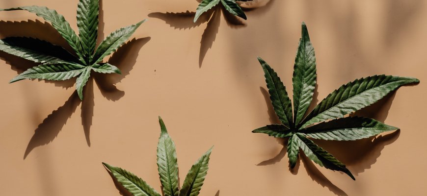 Imuninės sistemos stiprinimas su CBD produktais: 5 patarimai