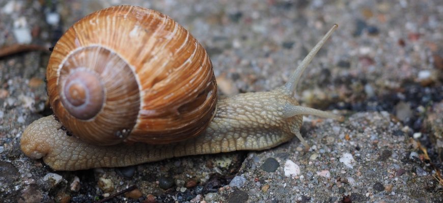 Pavogė beveik šimtą kilogramų sraigių