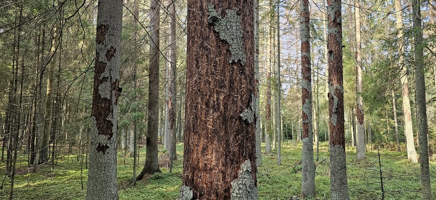 Rokiškio rajone skelbiama stichinė nelaimė dėl žievėgraužio tipografo sukeltos žalos