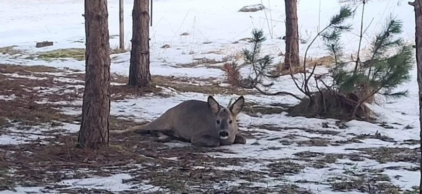 Sužalota stirna beveik parą šliaužioja šalikelėje – tarnybos neskuba
