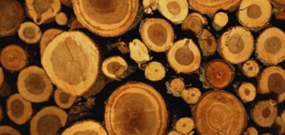 Kelią užtvėrė apvirtusi miškovežio priekaba