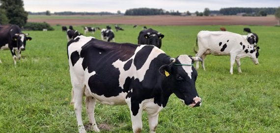 ŽŪM: 10,66 mln. eurų ES parama – ūkiams, gaunantiems iki 40 centų už litrą pieno