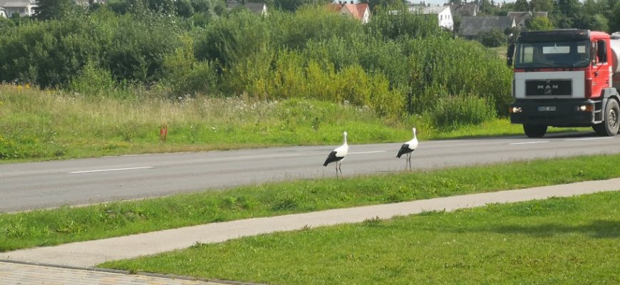 Kur tu aini, gandriuk?! Arba kaip gandrai reguliuoja eismą aplinkkeliu (foto)