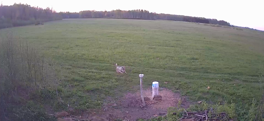 Šįkart vilkams medžioklė nepasisekė... (video)