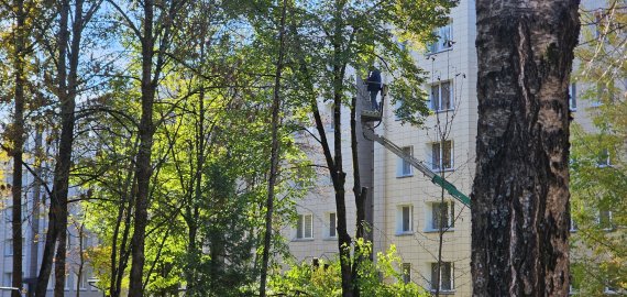 Šalia vieno Jaunystės g. daugiabučio pjaunami medžiai (video)