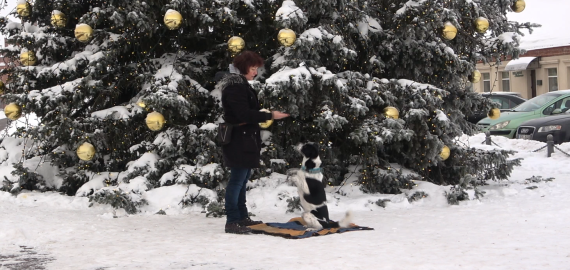 Šunų dresūra. Komanda TARNAUK (video)