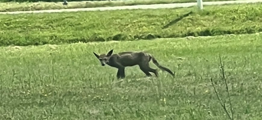 Po Rokiškį klaidžioja neaiškus gyvūnas (foto)
