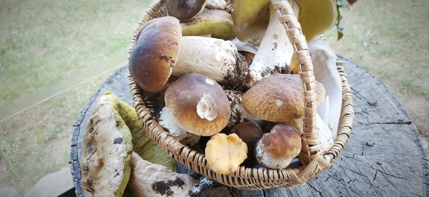 Grybavimo sezonas rudenį: vaistininkė perspėja – rimtai žiūrėkite į apsinuodijimo simptomus