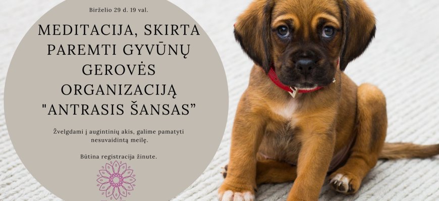 Kviečiame į meditaciją, skirtą paremti beglobius gyvūnus