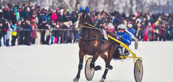 Šiemet Sartų žirgų lenktynės neįvyks