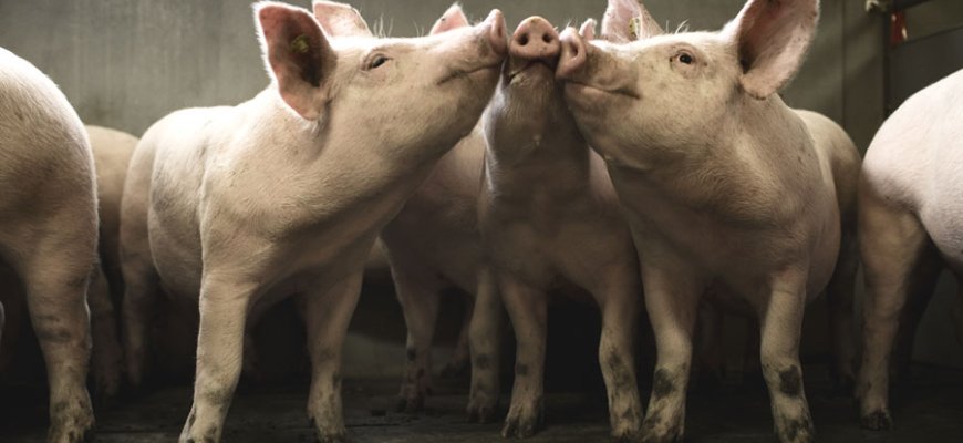 Žemės ūkio ministerija skiria lėšų kovai su kiaulių maru