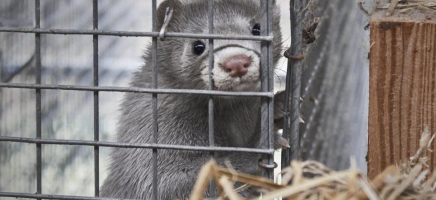 ŽŪM tikisi, kad audinių ūkiai neslėps koronaviruso atvejų