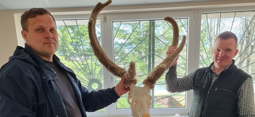 Rajono medžiotojai suskaičiavo raguotuosius trofėjus: Pandėlio girioje sumedžiotas unikalus gamtos reiškinys (foto)