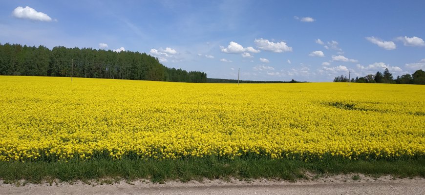 Prasideda pasėlių ir žemės ūkio naudmenų deklaravimas