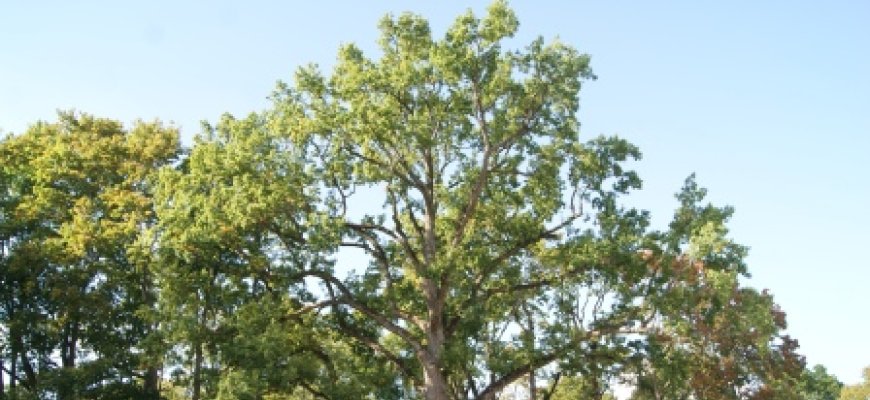 Savaitgaliui: nuo ąžuolo tvirtybės ir UNESCO saugomo objekto