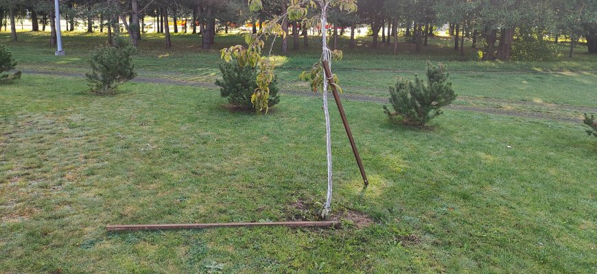 Vandalai įsisuko į sakurų parką (foto)