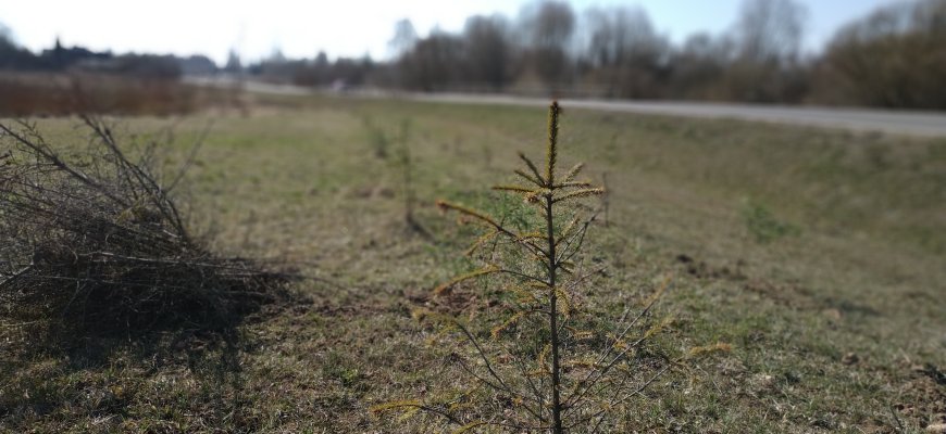 Rokiškio aplinkkelio želdinimas: kodėl ne pušys?