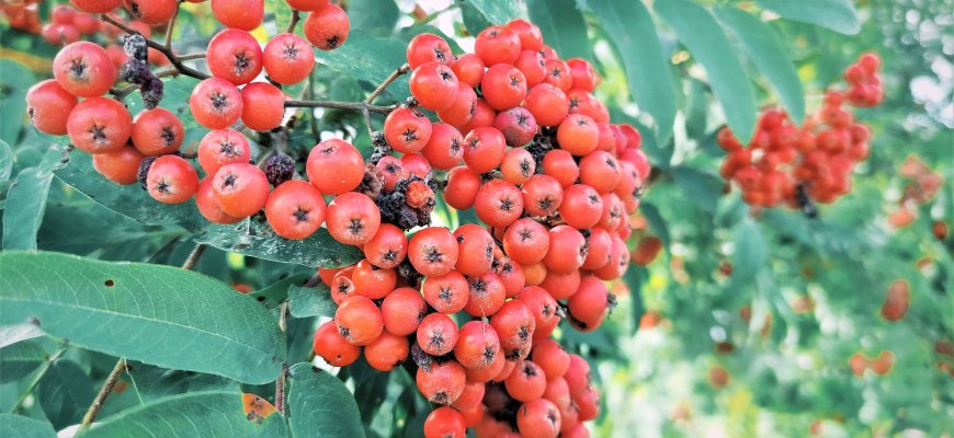 Tradicinės 5-osios poezijos Žolinės ant Petrašiūnų piliakalnio