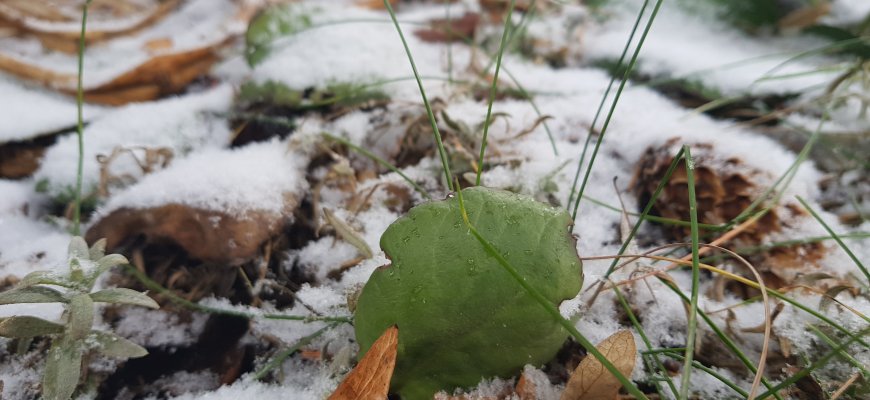 Orai šils, bet nebus malonūs