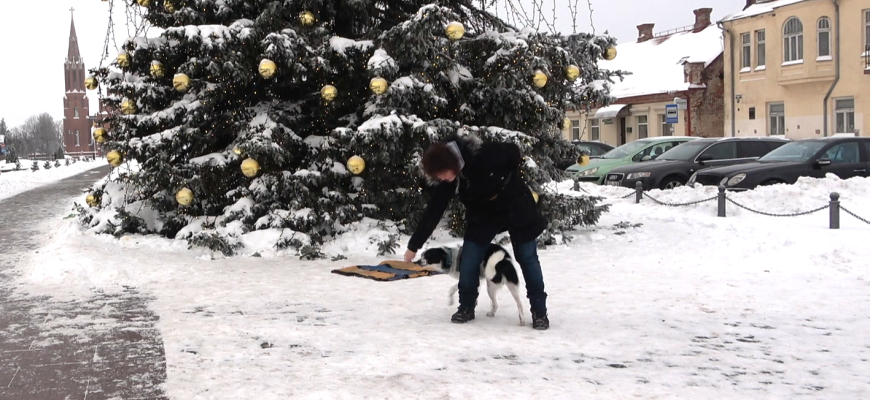 Šunų dresūra. Komanda AŠTUONI (video)