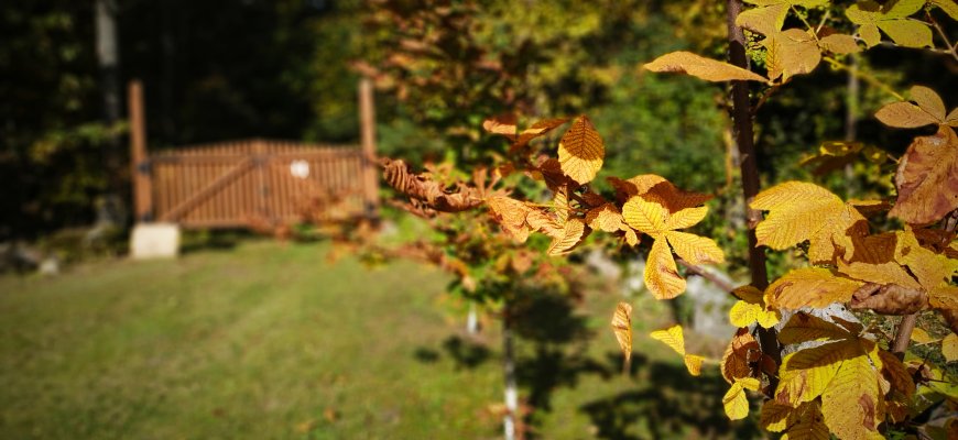Hidrometeorologai savaitgalį prognozuoja atšilimą – vadinamąją bobų vasarą