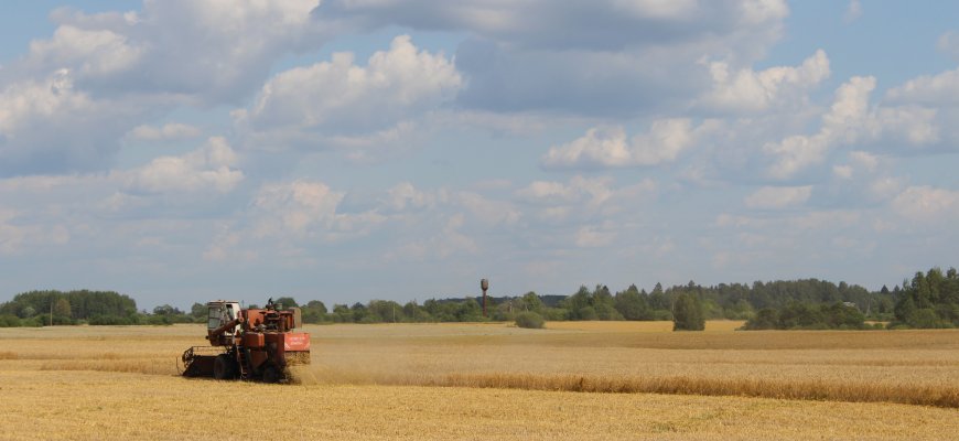 Javapjūtė – nedosni ir žemė, ir supirkėjai