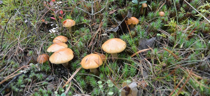 Neblaivių vairuotojų Rokiškio rajone - kaip rudenį grybų. Įkliuvo dar vienas