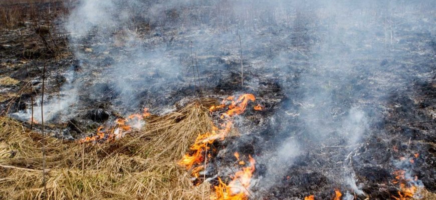 Aplinkosaugininkai stiprina miškų apsaugą nuo gaisrų