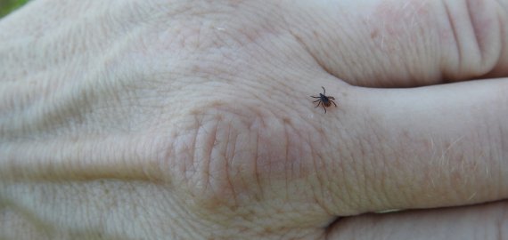 Apgaulinga Laimo liga dažnai „aplanko“ ir šaltuoju sezono metu