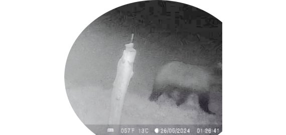 Plunksnočių miške užfiksuota meška (foto)