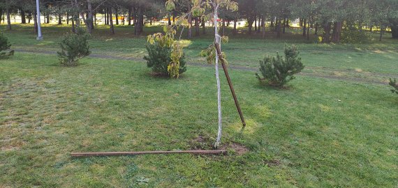 Vandalai įsisuko į sakurų parką (foto)