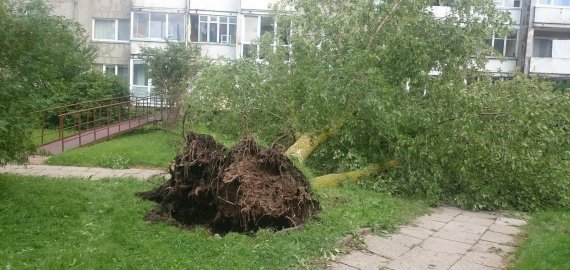 Rokiškyje virto medžiai