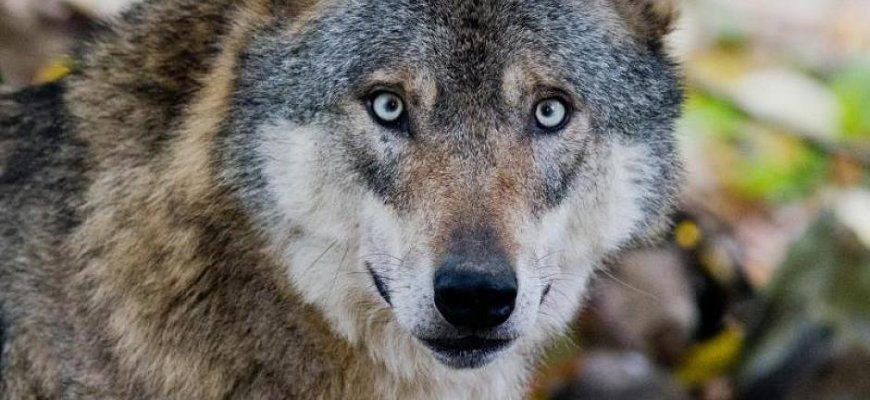 Ūkininkams – finansinė parama saugant naminius gyvulius nuo vilkų