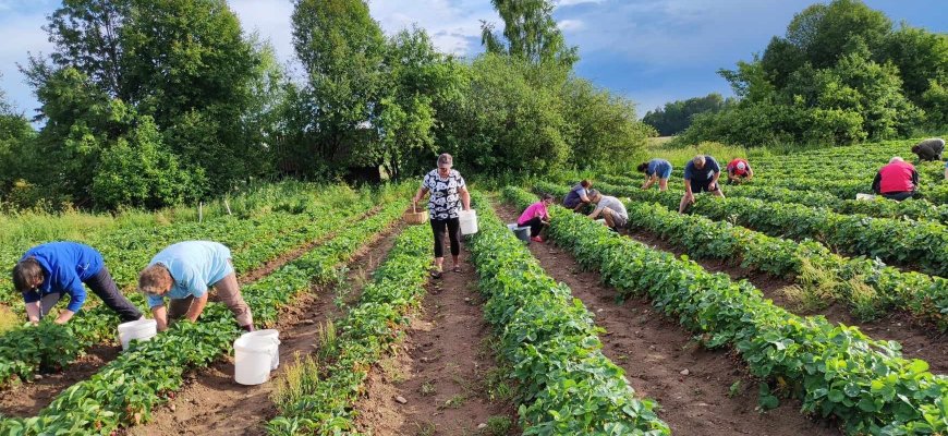Kairelių kaimo bendruomenės braškyne skynėjai priskynė beveik 6 tonas uogų