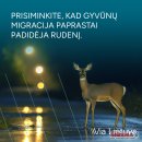 Daugėja susidūrimų su laukiniais gyvūnais keliuose – į ką svarbiausia atkreipti dėmesį