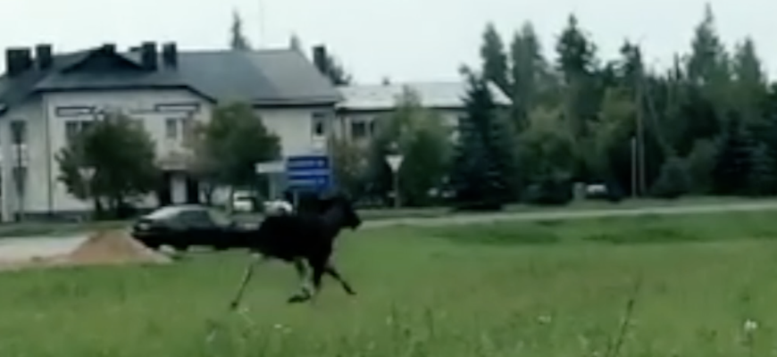 Rokiškyje blaškėsi briedis (video)