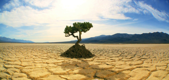 Miško veisimas – nauja galimybė ūkininkams