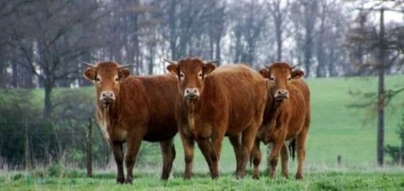 Konstantinavoje dingo 12 telyčių