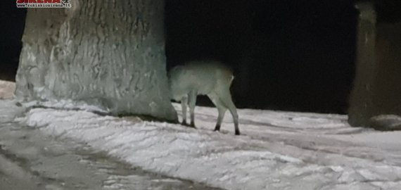 Rokiškio Ąžuolų gatvėje stirna mėgaujasi gilėmis (video)