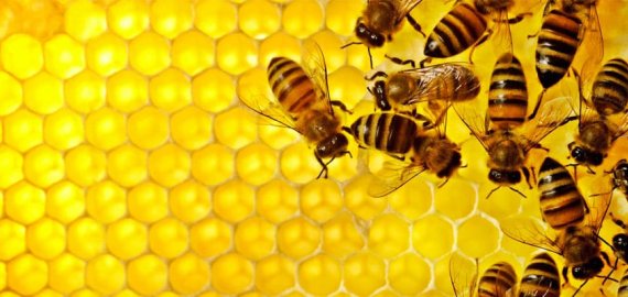 Bitininkai kviečiami teikti paraiškas