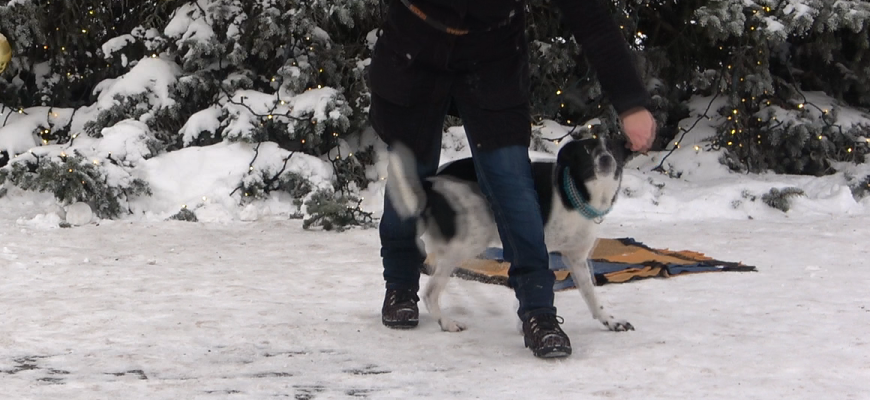 Šunų dresūra. Komanda LĮSK (video)