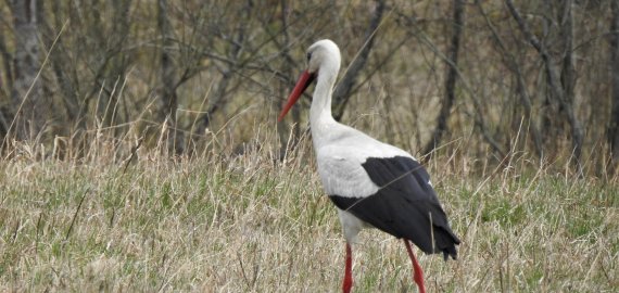 Į Lietuvą grįžtančių gandrų laukia saugesni lizdai