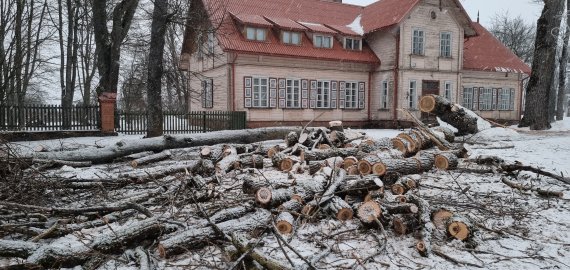 Ėmėsi tvarkos: atlikta 239-ų Rokiškio krašto muziejaus parke augančių medžių ekspertizė
